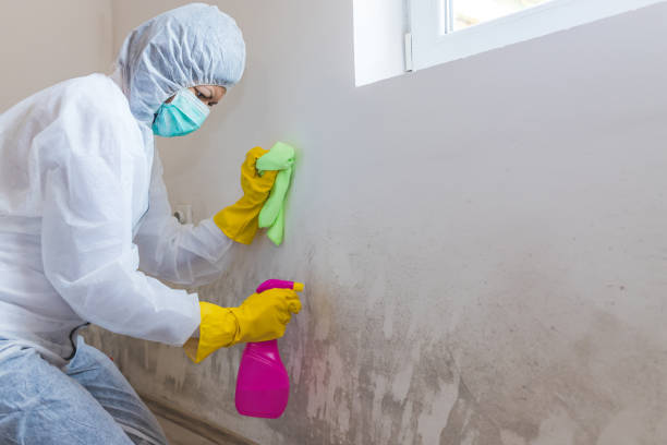 Best Biohazard Mold Removal  in Tiptonville, TN